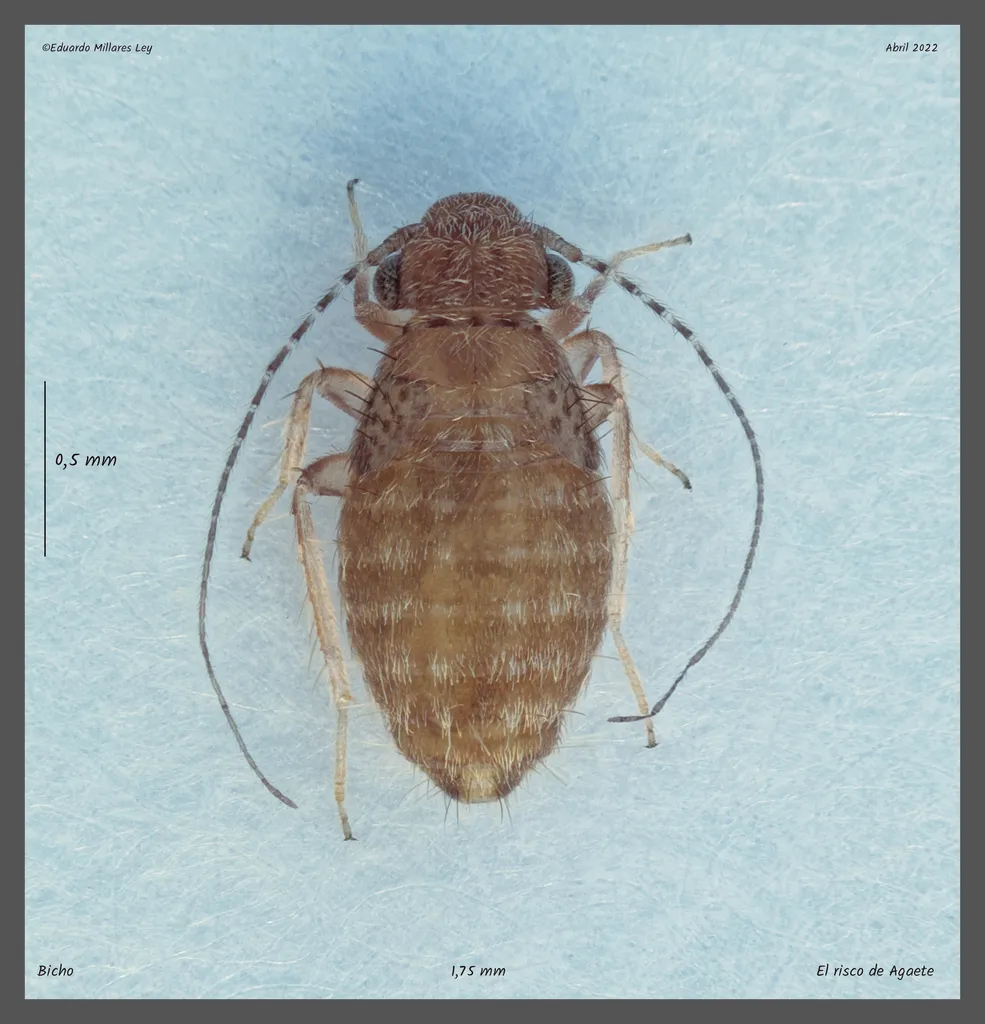Cerobasis longicornis - photo 2