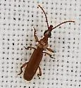 Cerobates sexsulcatus - photo 2