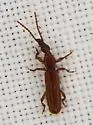 Cerobates sexsulcatus - photo 3