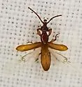 Cerobates sexsulcatus - photo 4