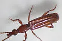 Cerobates sexsulcatus - photo 5