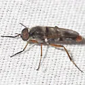 Cerocatus hardyi