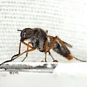 Cerocatus hardyi - photo 2