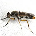 Cerocatus hardyi - photo 3
