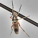 Cerocatus hardyi - photo 4