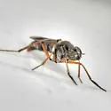 Cerocatus hardyi - photo 5