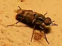Cerocatus pictipennis