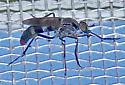 Cerocatus pictipennis - photo 2