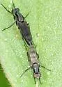 Cerocatus pictipennis - photo 3