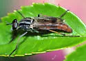 Cerocatus rufiventris