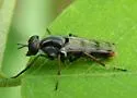 Cerocatus rufiventris - photo 2