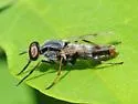 Cerocatus rufiventris - photo 4