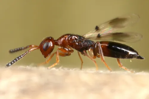 Cerocephalidae - photo 3