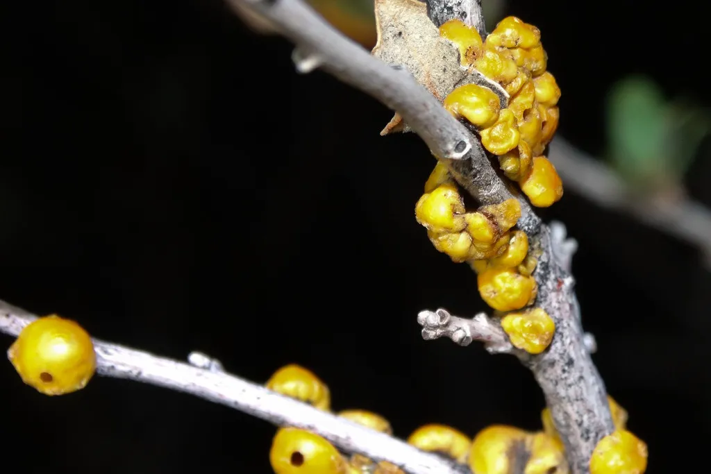 Oak Wax Scale - photo 2