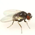 Cerodontha angulata