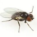 Cerodontha arundinariella - photo 2