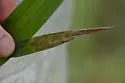 Cerodontha arundinariella - photo 4