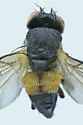Cerodontha bicolorata - photo 2
