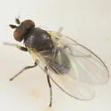 Cerodontha edithae