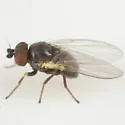 Cerodontha edithae - photo 2