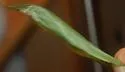 Cerodontha enigma - photo 2