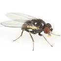 Cerodontha enigma - photo 3