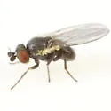 Cerodontha feldmani - photo 3