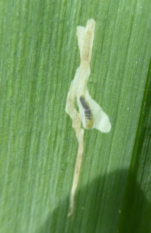 Cerodontha (Dizygomyza) iraeos
