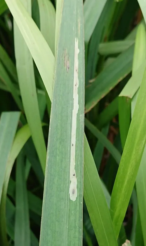 Cerodontha (Dizygomyza) iraeos - photo 2