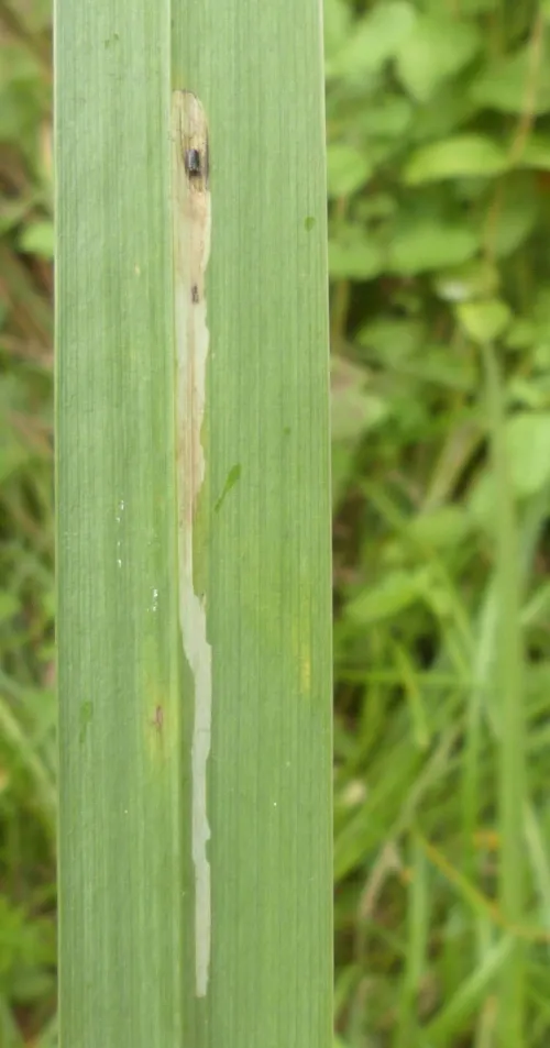 Cerodontha (Dizygomyza) iraeos - photo 3