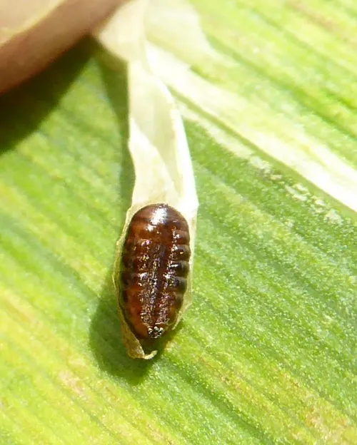 Cerodontha (Dizygomyza) iraeos - photo 4