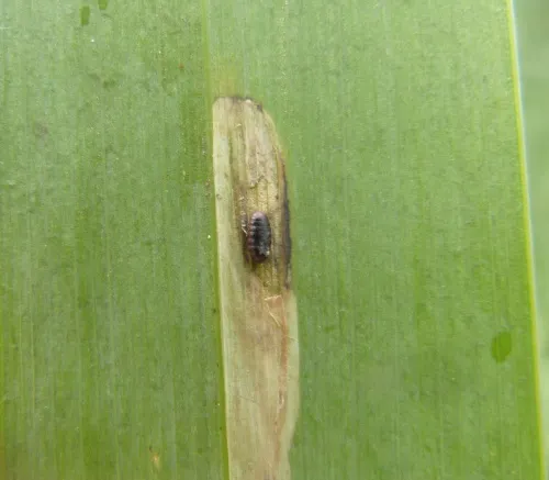 Cerodontha (Dizygomyza) iraeos - photo 7