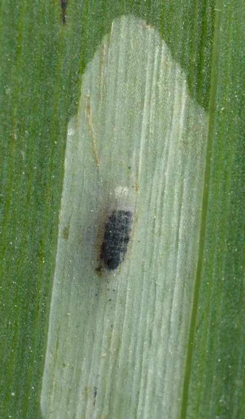Cerodontha (Dizygomyza) iraeos - photo 8