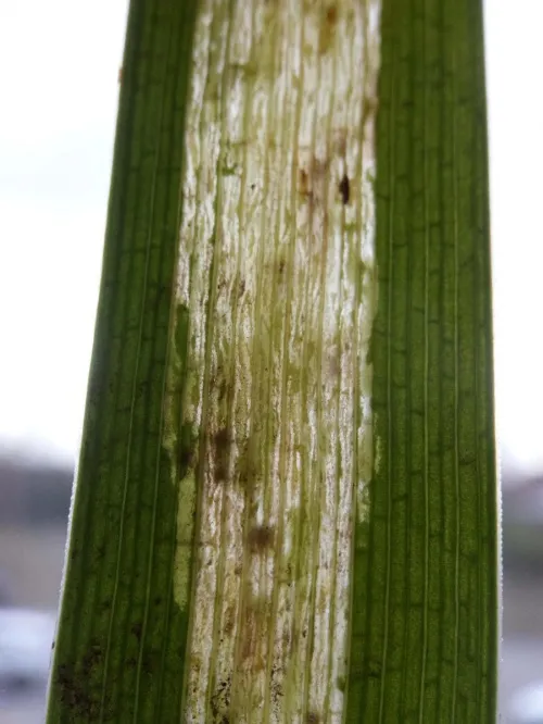 Cerodontha (Dizygomyza) iridis - photo 4
