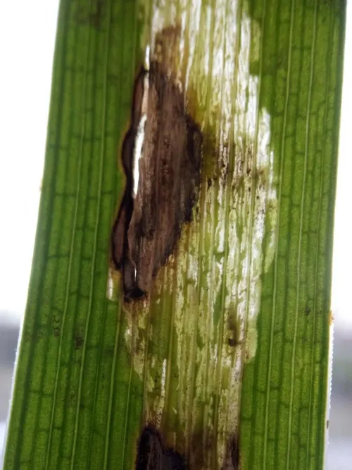 Cerodontha (Dizygomyza) iridis - photo 7