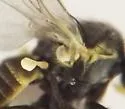 Cerodontha magnicornis - photo 3
