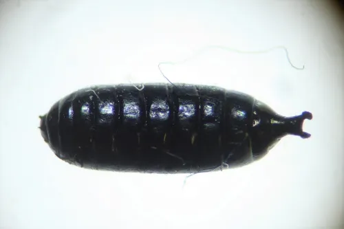 Cerodontha (Poemyza) phragmitidis - photo 3
