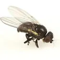 Cerodontha scirpi - Cerodontha scirpi