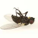 Cerodontha scirpi - photo 2