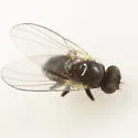 Cerodontha scirpi - photo 3