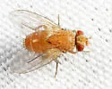 Ceromya flava