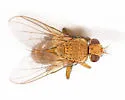 Ceromya palloris - photo 2