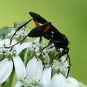 Ceropales bipunctata