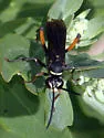 Ceropales bipunctata - photo 2