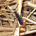 Ceropales bipunctata - photo 3