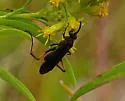 Ceropales bipunctata - photo 4
