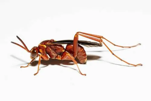 Ceropales elegans