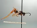 Ceropales longipes