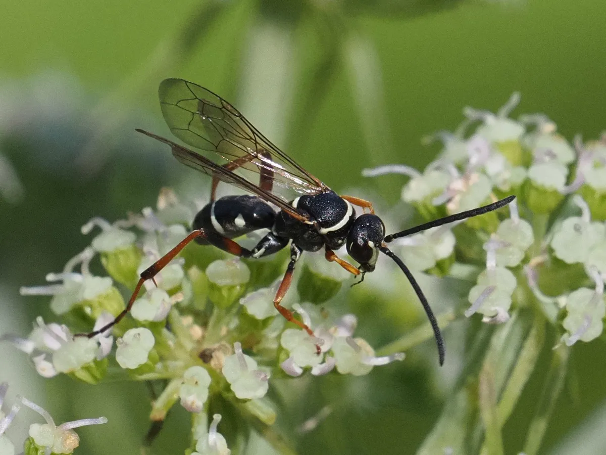 Ceropales maculata - photo 3