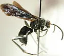 Ceropales nigripes